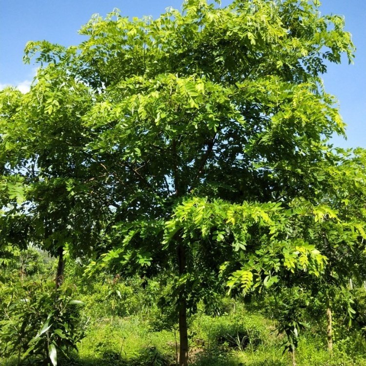 花旗木 泰国樱花景区园林公园造景绿化行道庭院别墅区点缀工程苗木
