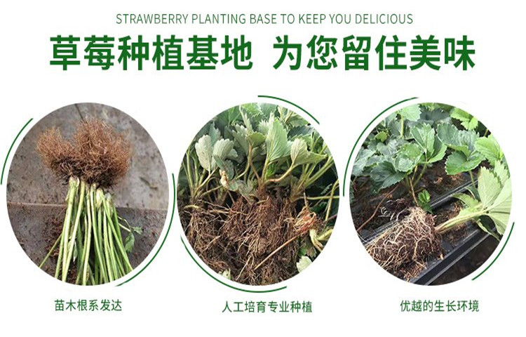 Strawberry artificial seedlings, flesh, sweet fruit, slender and fragrant stem, capillary roots, thick and developed, suitable for potted cultivation