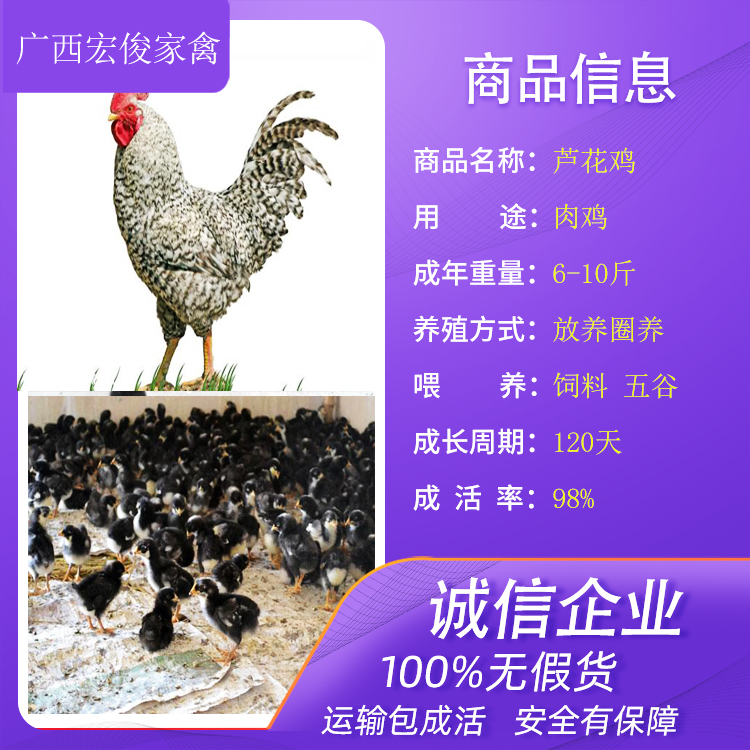 云南西双版纳黑瑶土鸡图片最近的鸡苗厂家在哪里养鸡小妙招