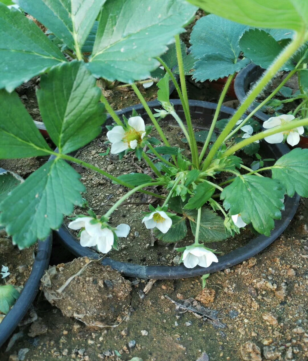 Zhang Ji, an old variety of sweet Charlie strawberry seedlings grown in high yield greenhouses every year