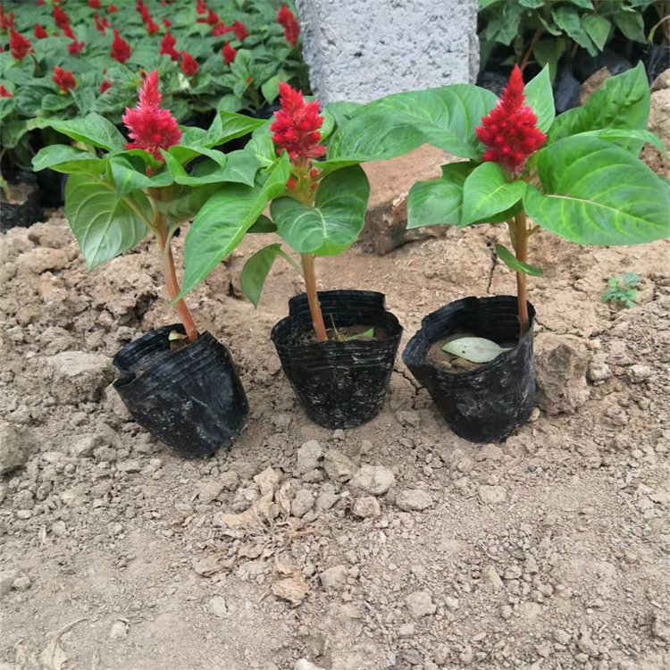 Cockscomb seedlings potted with green leaves, one pen, green leaves, red flowers, Snory flowers