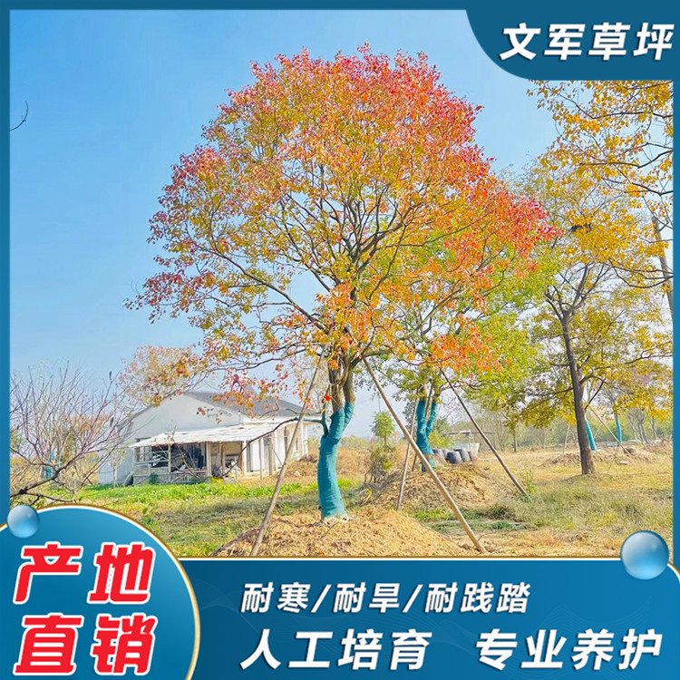 This year, the market for 12 cm Chinese tallow trees is good, and the nursery provides beautiful and colorful Chinese tallow trees