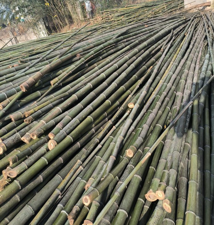 厂家现货各种瓜果蔬菜架竹杆 园林绿化支撑竿 温室竹竿竹片 定制加工