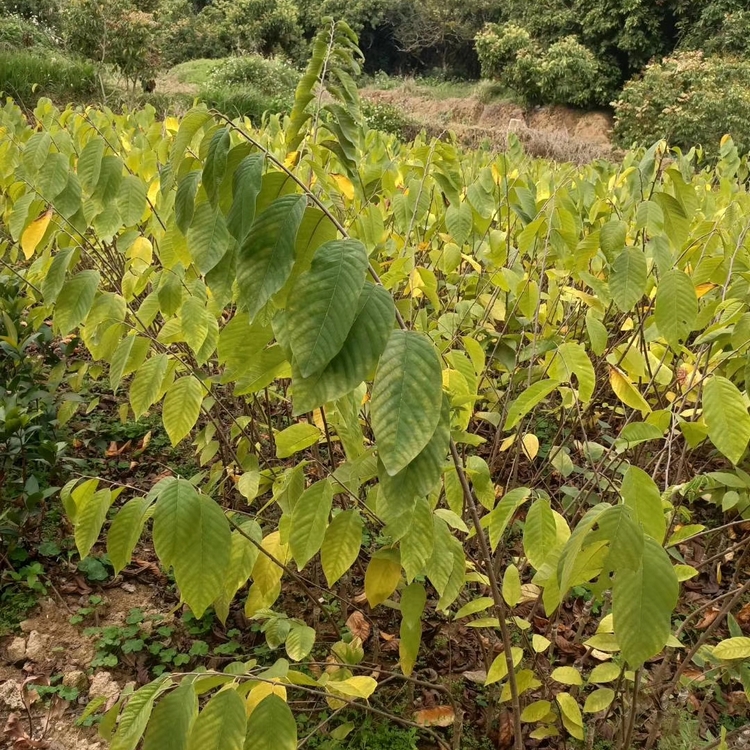 释迦果树种植环境图片