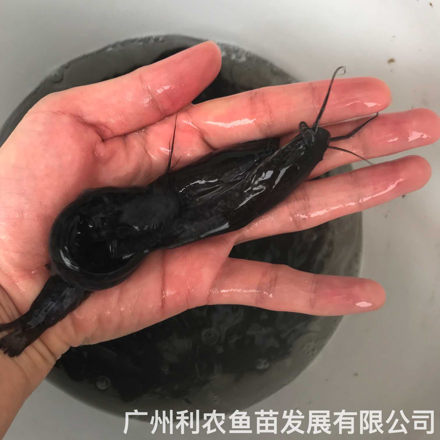 Wholesale of local pond catfish fry in hybrid Sanhuang, local pond lice, bearded catfish fry, imperial concubine fish fry for sale