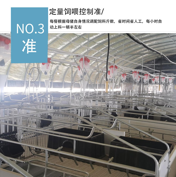 Special equipment for large-scale pig farms - Fully automated feeding line for pigs - Automatic feeding system for pig farms