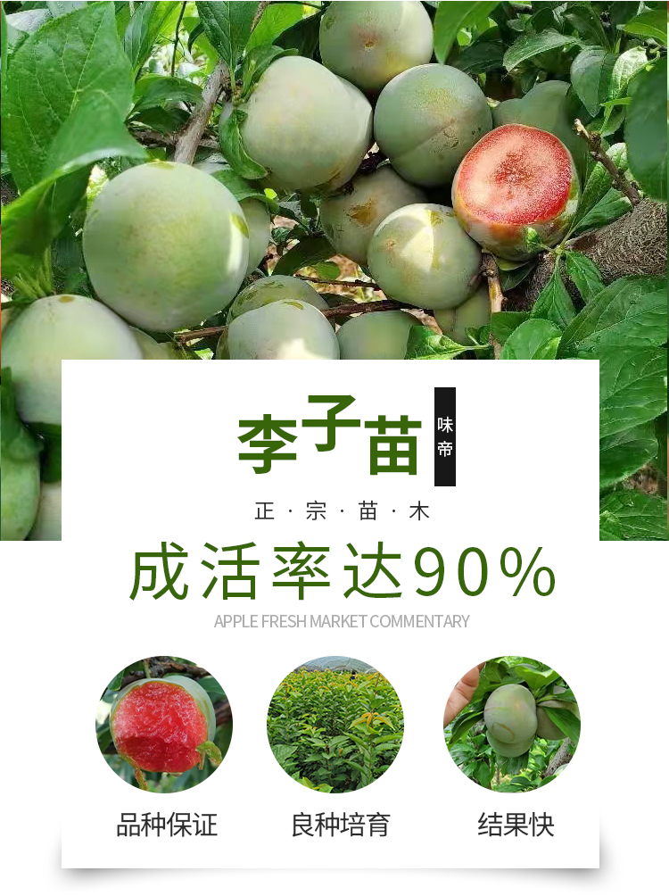 Tasty Emperor Plum Tree Seedling Dinosaur Egg Plum North South Suitable for Bee Sugar Plum Seedling West Plum Plum Seedling