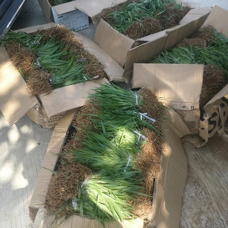 Direct supply of Shaoyang Bletilla seedlings from the production area for free management Planting technology Welcome to call for consultation