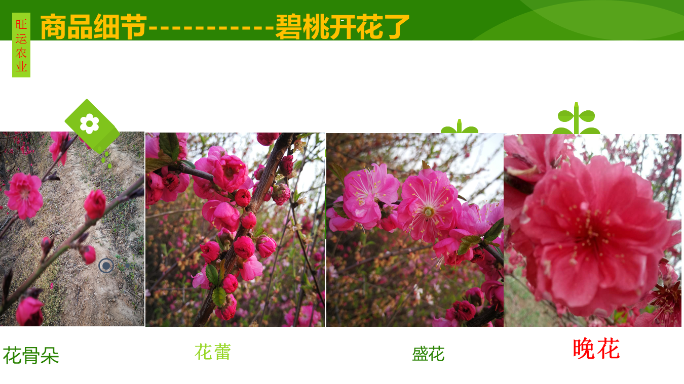 Dropping branch green peach with 1.5 meters branching points, red and white flower varieties, mostly formed by spring grafting for two years