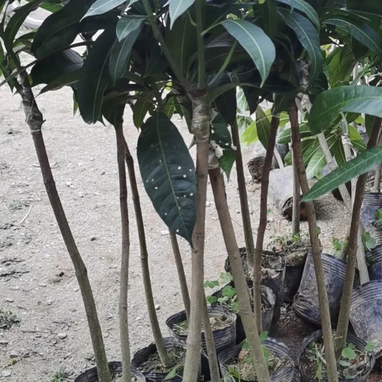 Chongqing Taiya Mango Main Production Area Wholesale Guiqi Mango Seedlings Free Planting Technical Guidance