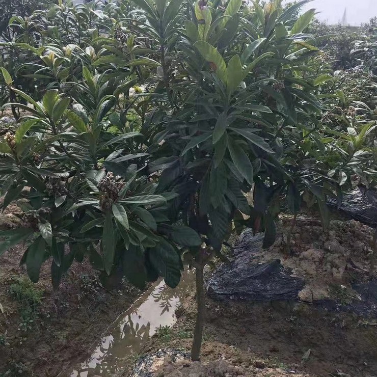 Wholesale planting of Jiefangzhong loquat seedlings in the production area, with low and controllable cost, can be planted in barren mountains and farmland