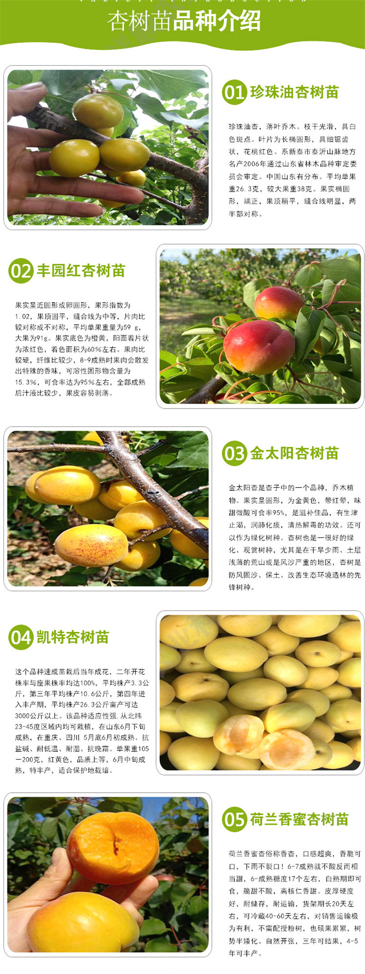 Fengyuan Red Apricot Seedlings 60 cm High Late Maturing Fruit Tree Varieties with High Autumn Flower Rate and Large Flower Quantity Can Be Planted Densely