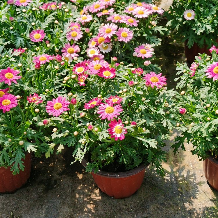 Wood spring chrysanthemum, wood crown chrysanthemum, and small seedlings with complete specifications and various colors of Snory flowers