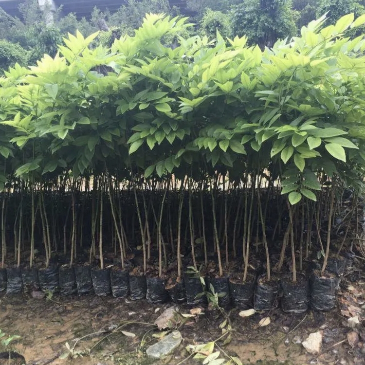 Hainan rosewood seedlings Growing region wholesale rosewood seedlings wholesale base