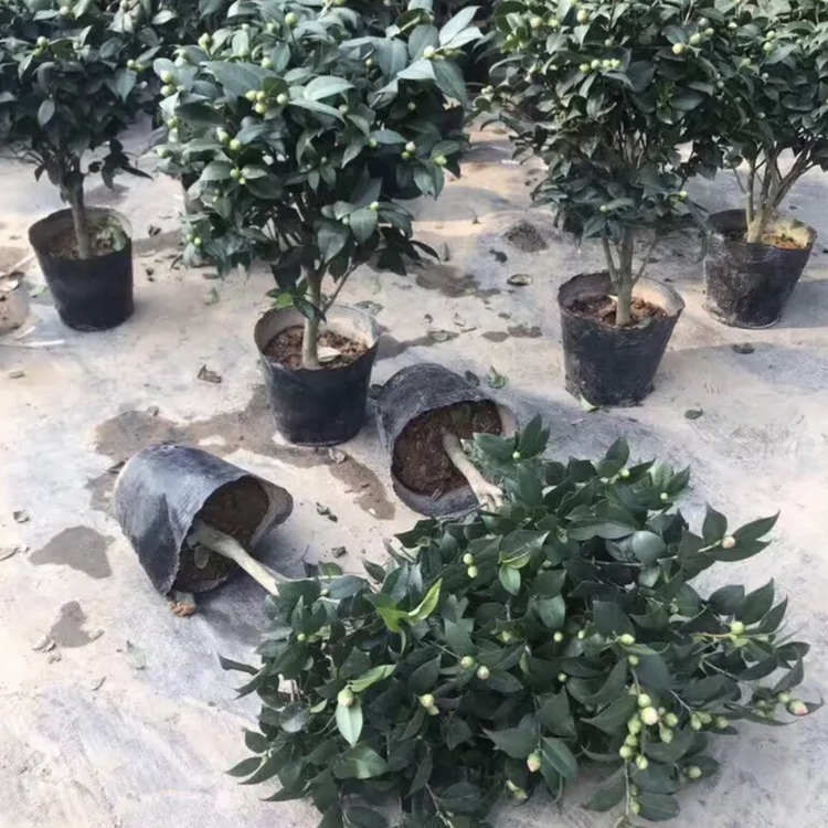 Wholesale of fragrant camellia seedlings and fragrant camellia in a hundred mu planting base