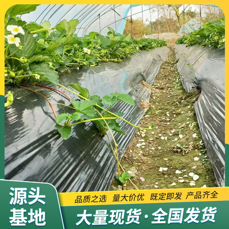 LF1332 Lufeng Gardening Technology for Cultivation and Application of Snow White Strawberry Seedling Picking Base