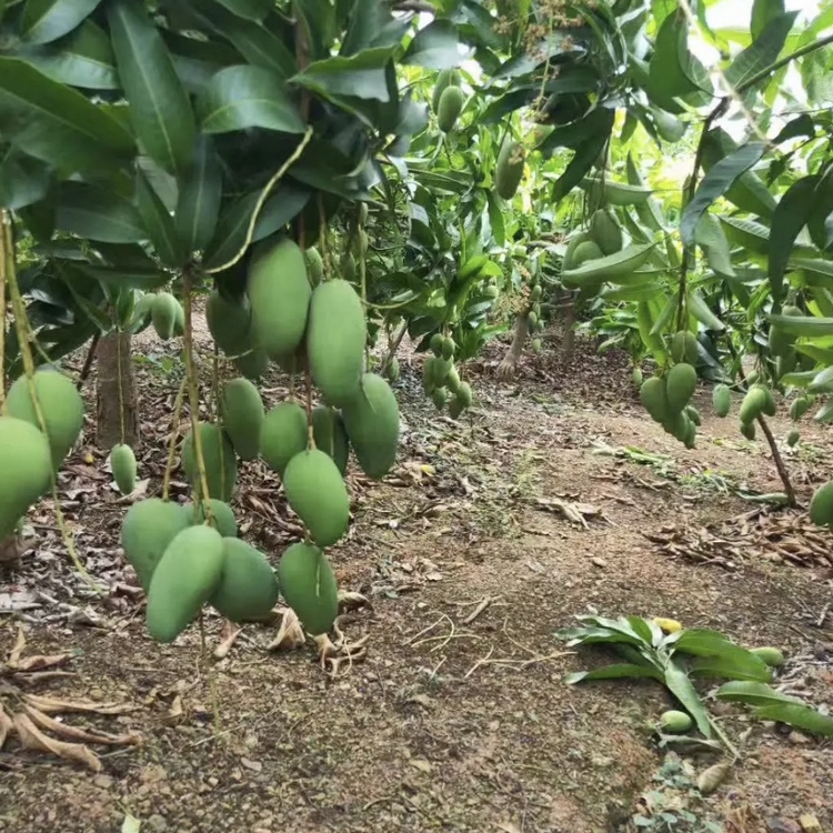 Chongqing Taiya Mango Main Production Area Wholesale Guiqi Mango Seedlings Free Planting Technical Guidance