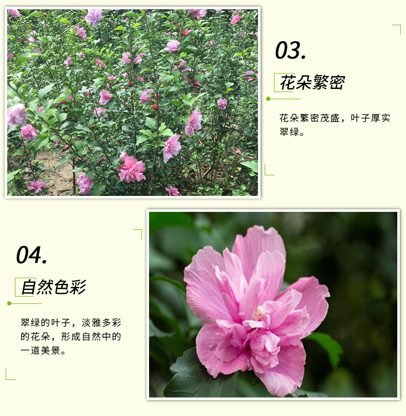 Long term supply of cluster hibiscus flowers, three centimeters long, with complete specifications of red hibiscus flowers