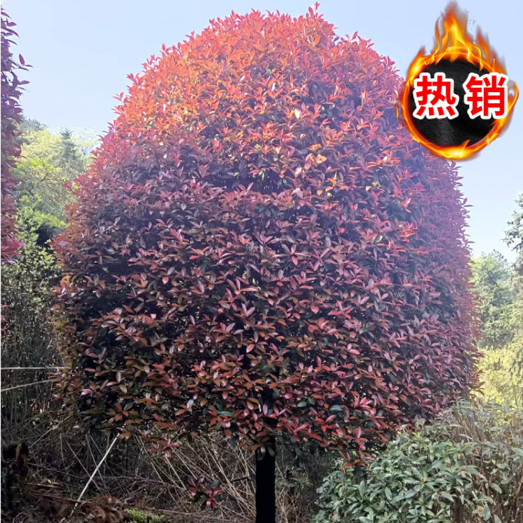 红叶石楠小苗 红叶石楠球苗木基地 独杆15公分石楠树柱毛球 希望 d670