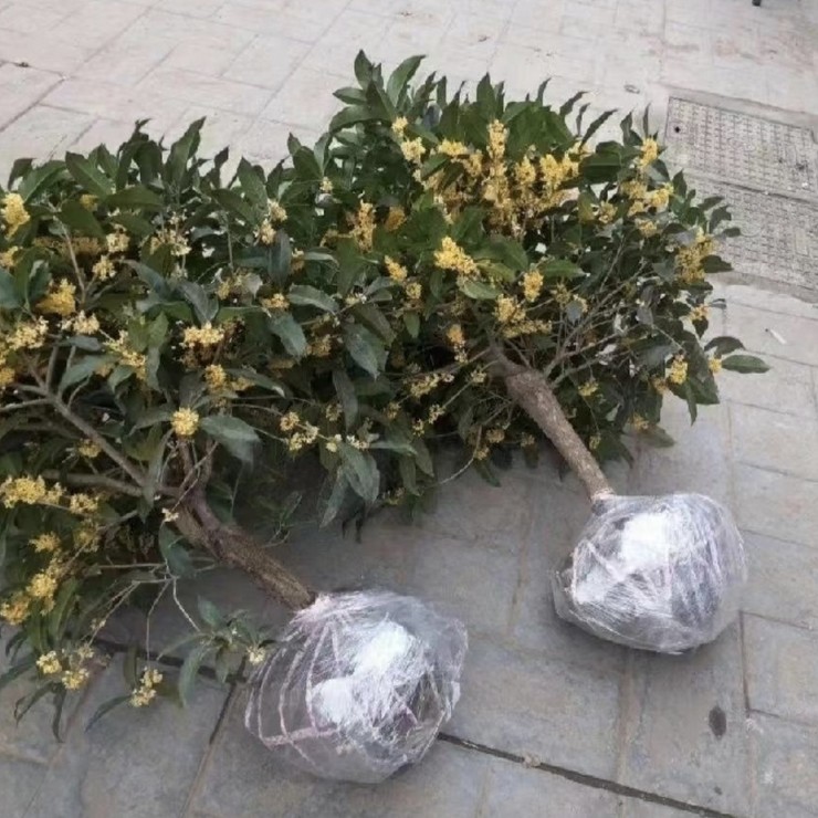 Place of origin, first-hand source of goods, four seasons osmanthus bed seedlings, door-to-door delivery, package shipping, welcome to call, negotiate, and share experience