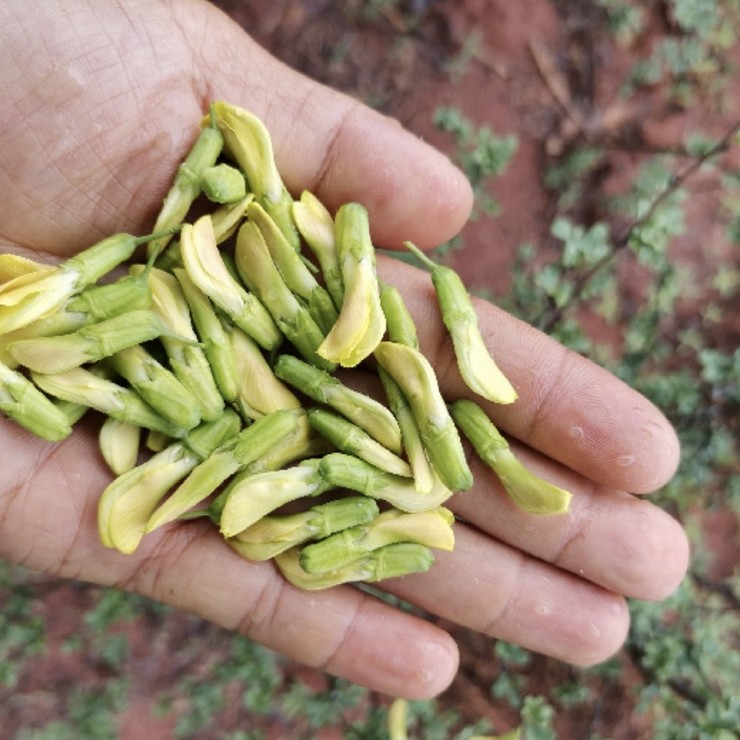 Direct Supply of Yellow Clove Seedlings by Farmers, Production Area, Quality Assurance, and Planting Technology Sharing