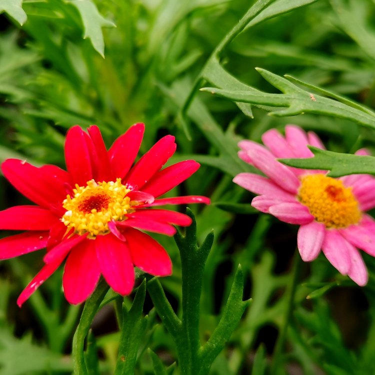 Wood spring chrysanthemum, wood crown chrysanthemum, and small seedlings with complete specifications and various colors of Snory flowers