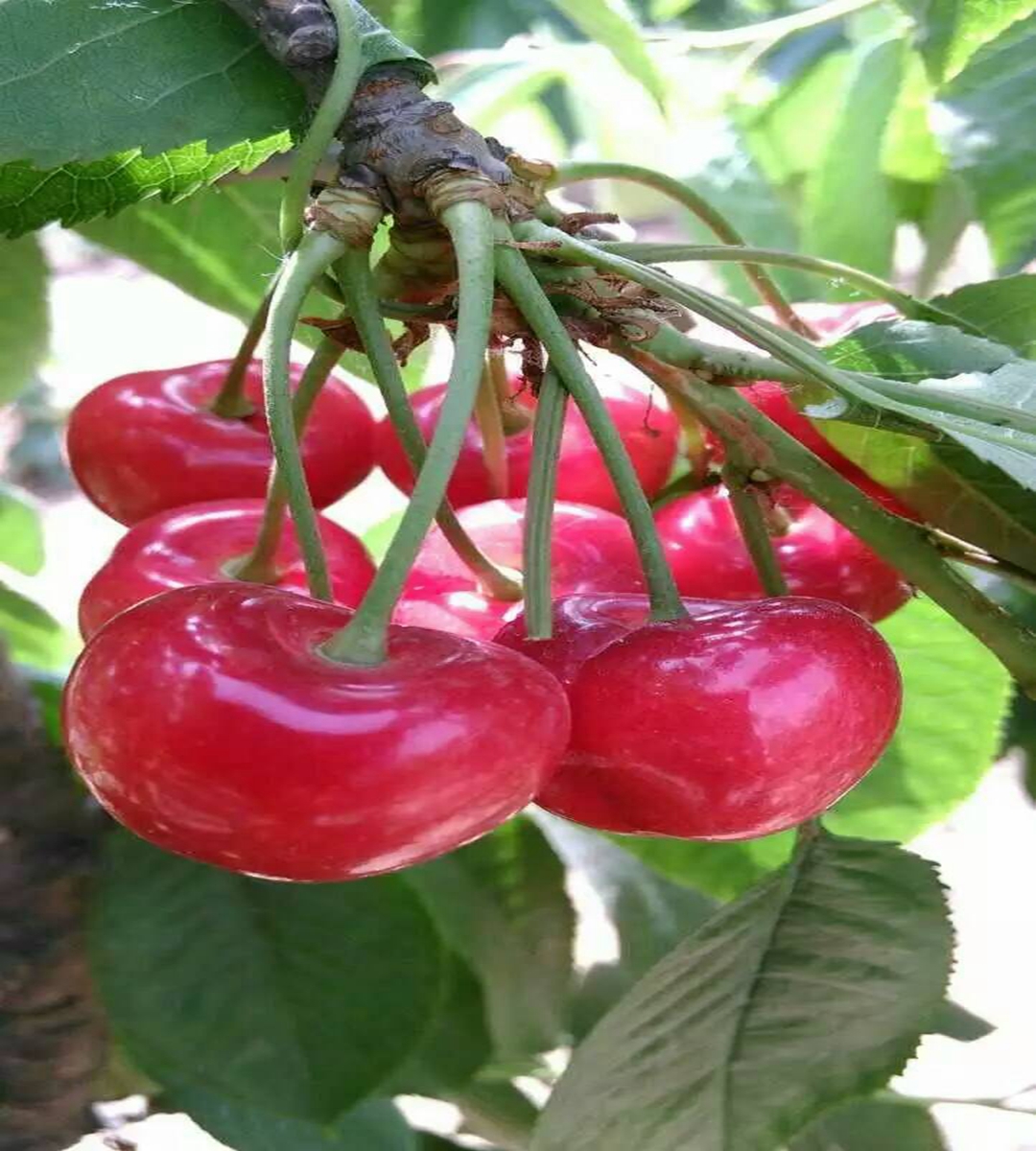 Yellow cherry seedling variety Huangmibinku Brilliant and mature, sweet and not sour, with a bright and slightly reddish color