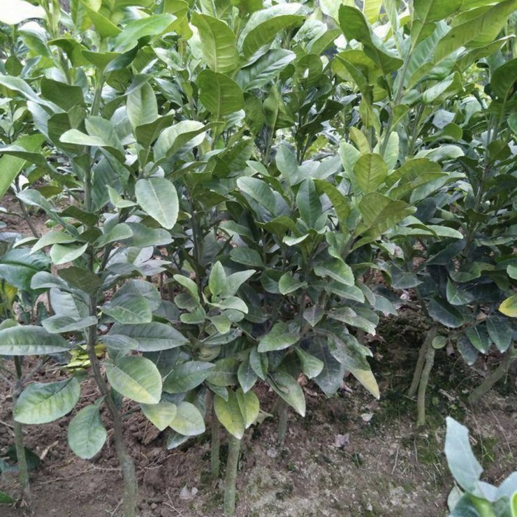 Free Planting Technology Consultation for Orange Red Seedlings Wholesale in the Main Production Area of Orange Red Cultivation