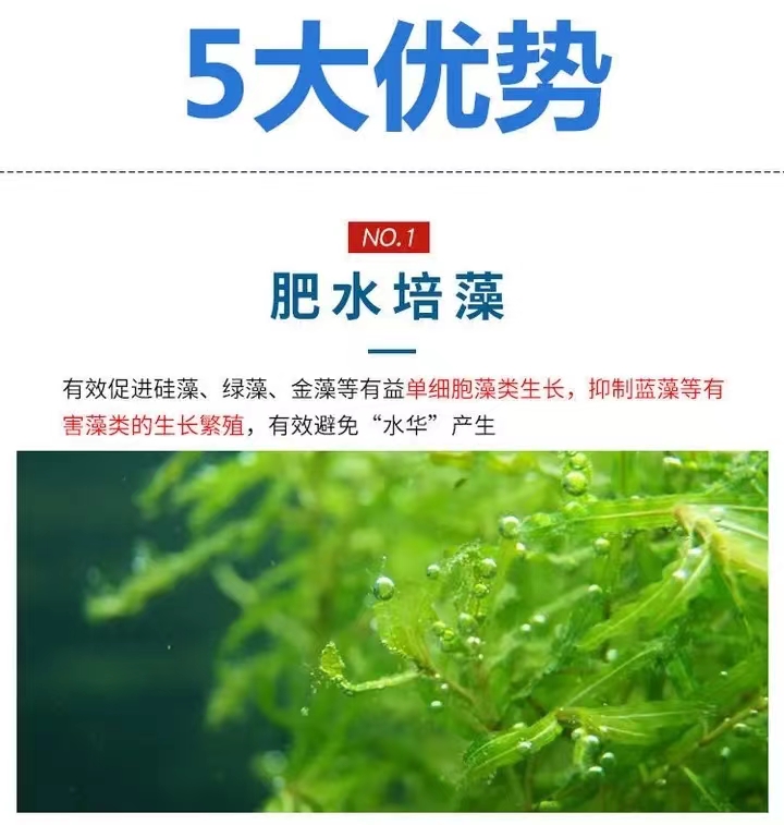 No need to expand the cultivation of photosynthetic bacteria in livestock and poultry feed. Adding fish body without fertilizer and exploding algae in ponds