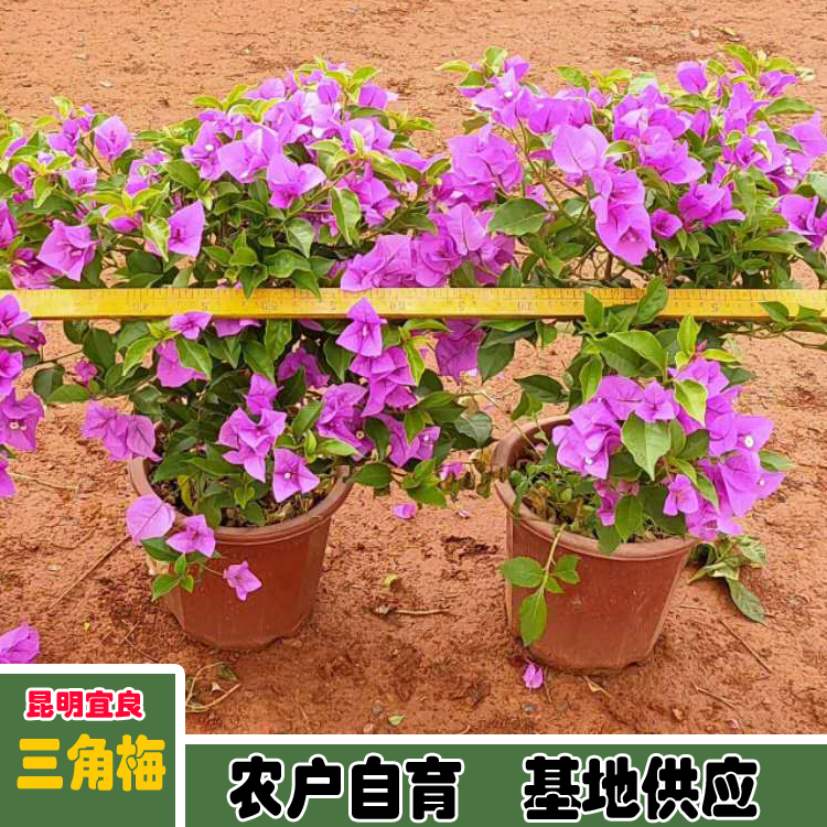 Xinliao Sannong Precious Triangle Plum Picture Leaf, Flower, and Seedling Shape 60-110 cm