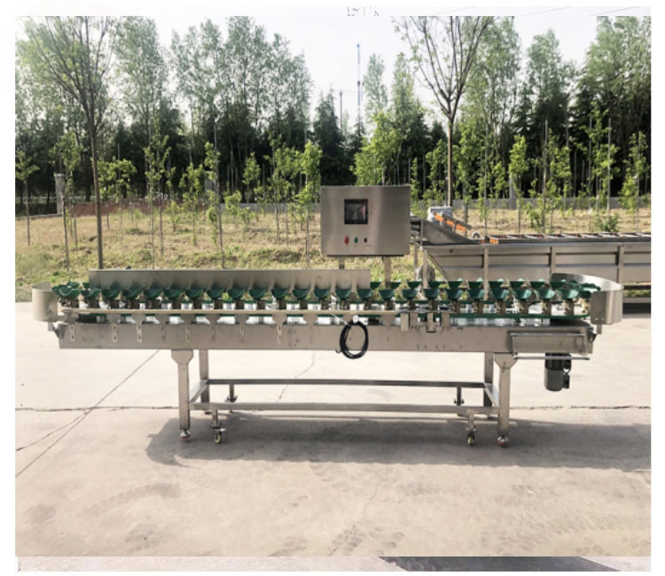 Fruit Sorter Apple Orange Orange Lemon Sorting Equipment Saint Mary Fruit Sorter Manufacturer