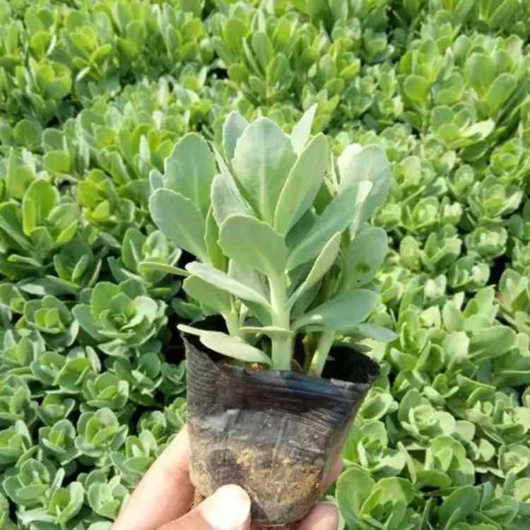 德国景天 杯苗 源头厂家基地 花坛花境阳台绿化观赏植物 耐寒耐旱