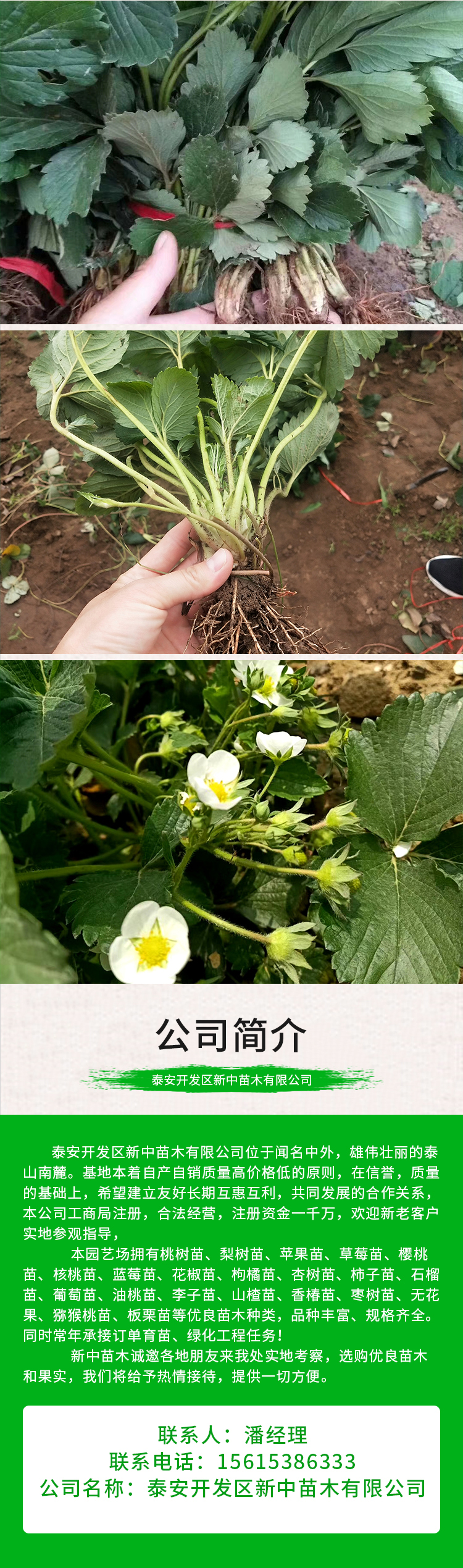 Xinzhong Seedlings Sell Cream Strawberry Seedlings, Fruit Sweetness, High Hardness, Good Transportation Tolerance, Red Strawberry Seedling Base