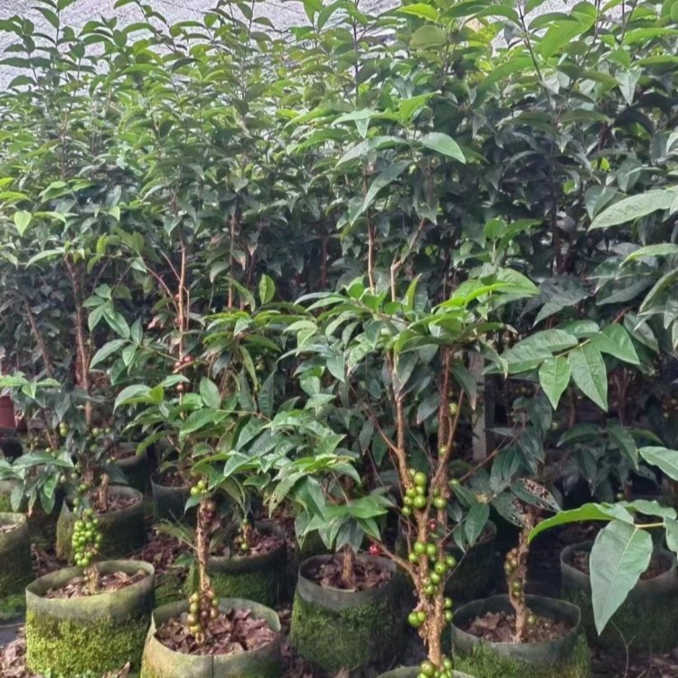 四季嘉宝果 树葡萄全国种植基地 常绿性观叶乔木 四季常绿货源足