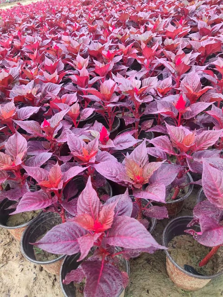 Cockscomb seedlings potted with green leaves, one pen, green leaves, red flowers, Snory flowers