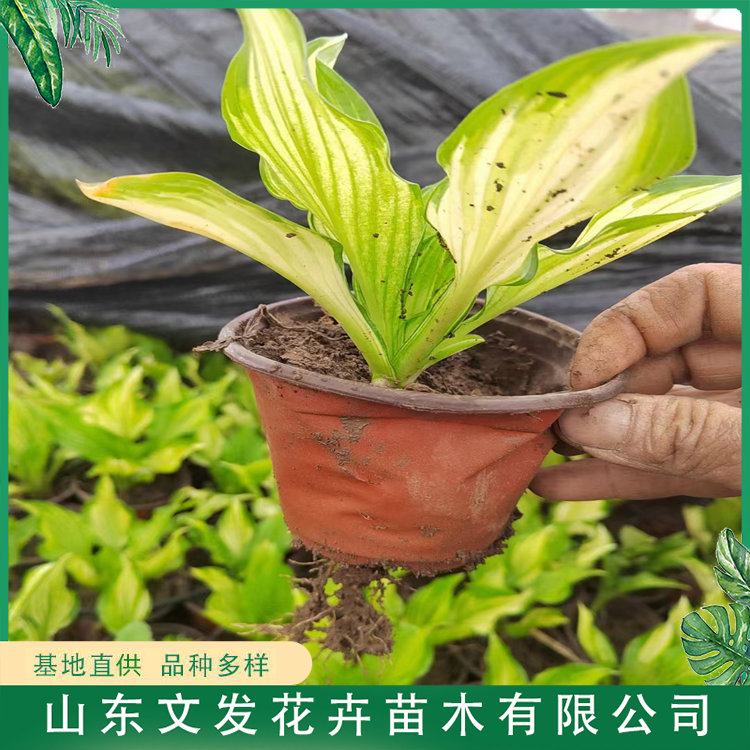 玉簪 多年生宿根植物 株丛紧密 生长速度快 园林景区造景工程苗