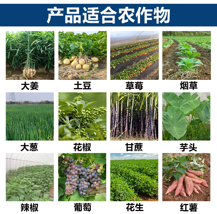 Tongcheng Ditcher Diesel Field Management Machine Agricultural Orchard Greenhouse Strawberry and Scallion Cultivator Ridge Raising Micro Tiller