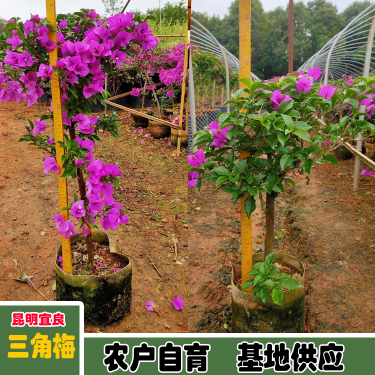 Wholesale of self-produced and self sold potted seedlings of Xinliao Sannong triangular plum varieties and pictures