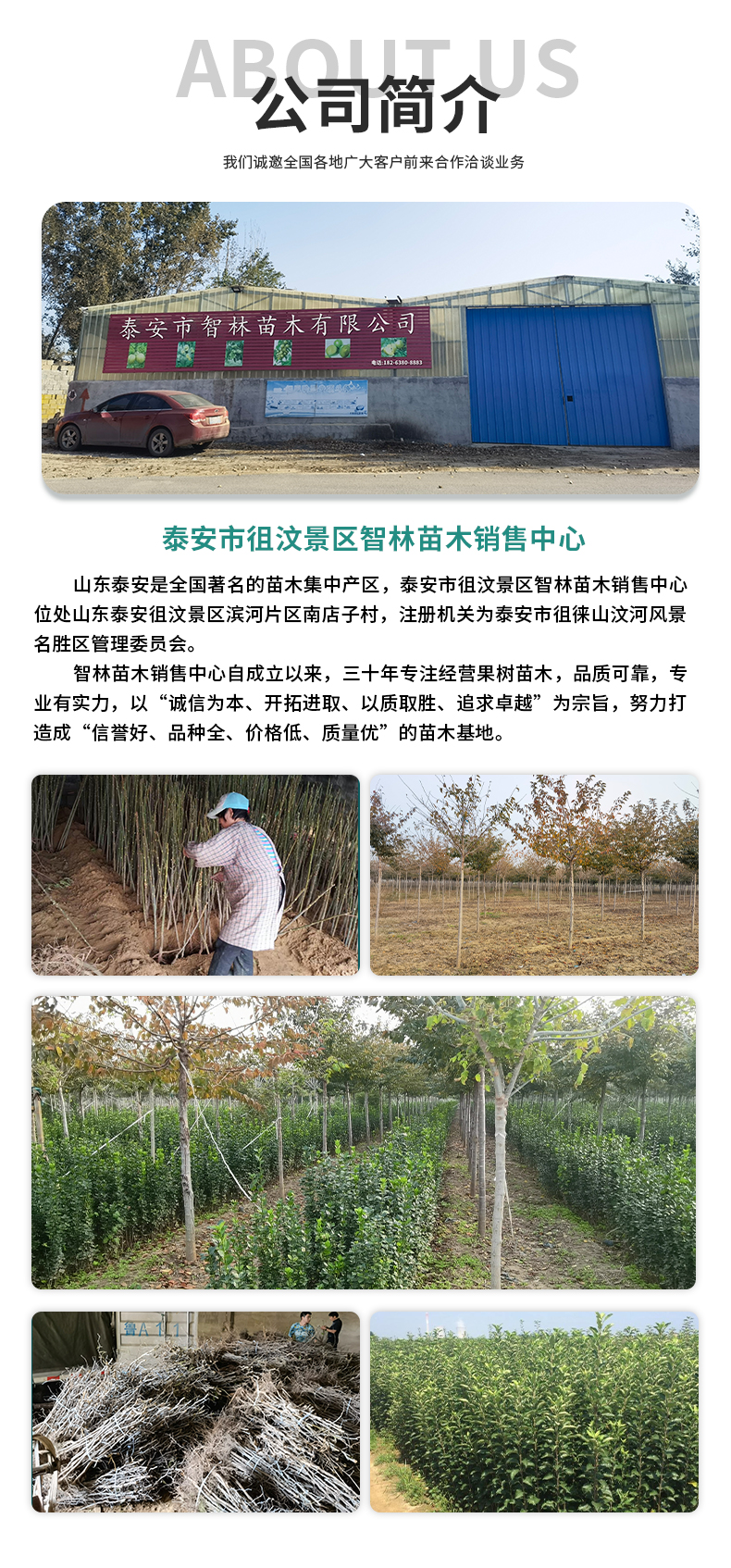 Zhilin Seedlings, Miguang Grape Seedlings, Developed Root System, Simple Planting, Easy Survival, and High Fruit Yield