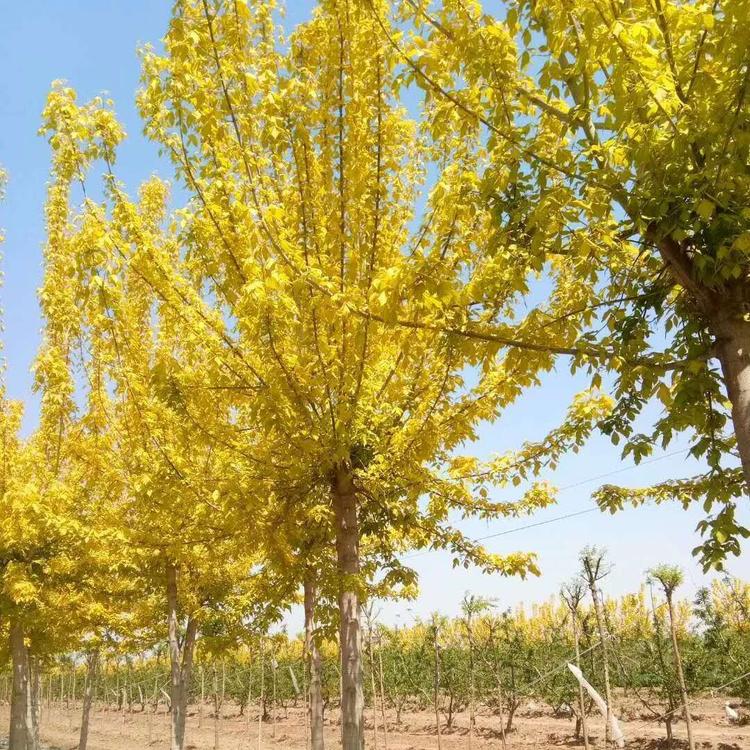 红叶复叶槭种植基地图片