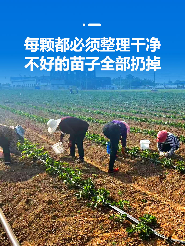 Cultivating Red Strawberry Seedlings at Lufeng Seedling Base and Performing Sterilization Treatment After Rain