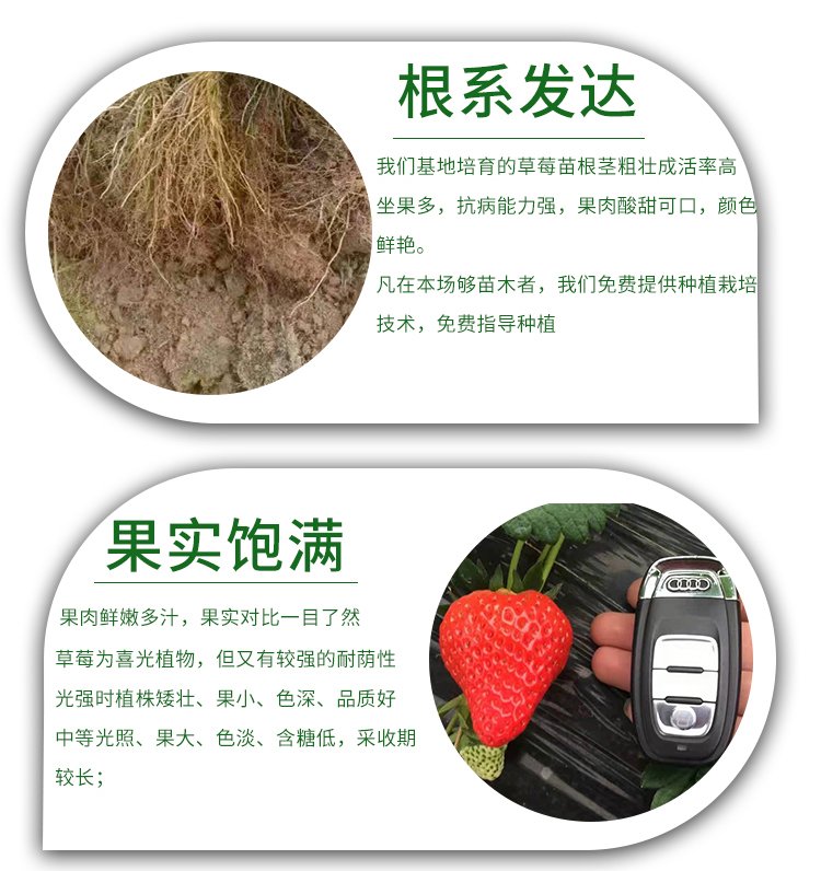 Coffee strawberry seedlings, deciduous trees, drought resistance, waterlogging tolerance, thick and developed capillary roots, suitable for potted cultivation