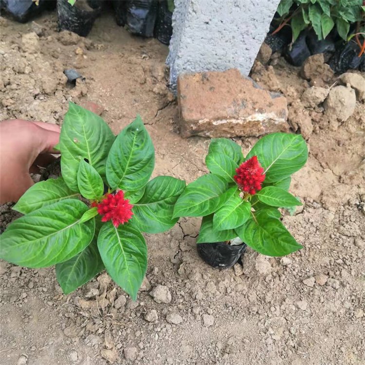 Cockscomb seedlings potted with green leaves, one pen, green leaves, red flowers, Snory flowers