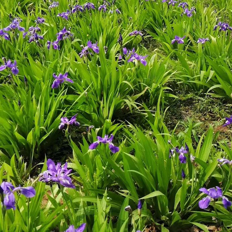 Iris saplings for greening, aquatic plants, perennial cold resistant flowers, wetland ornamental plants