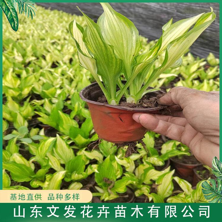 玉簪 多年生宿根植物 株丛紧密 生长速度快 园林景区造景工程苗
