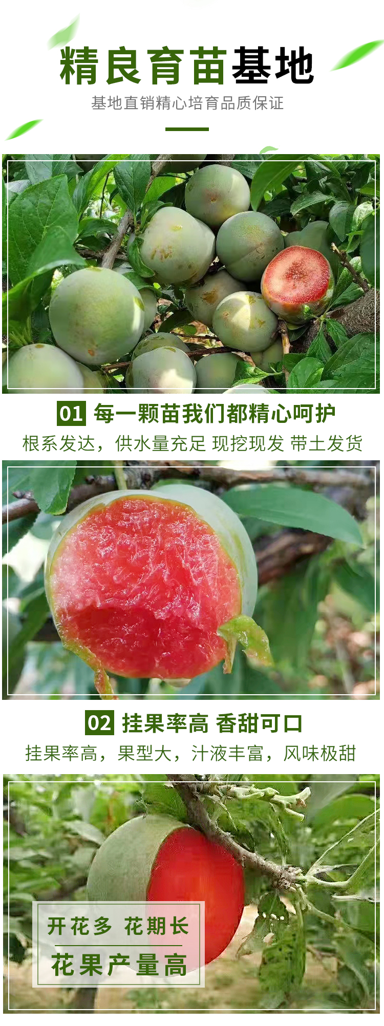 Tasty Emperor Plum Tree Seedling Dinosaur Egg Plum North South Suitable for Bee Sugar Plum Seedling West Plum Plum Seedling