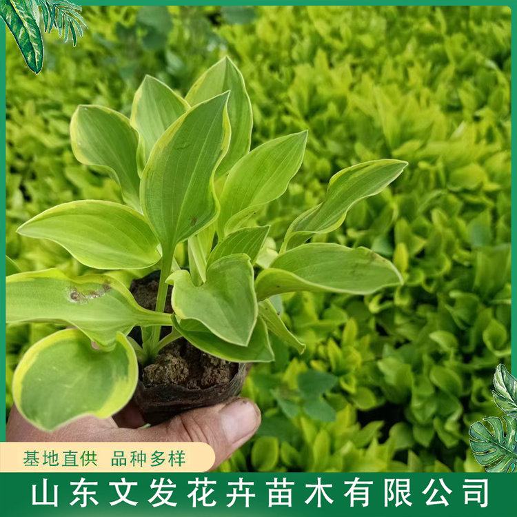 玉簪 多年生宿根植物 株丛紧密 生长速度快 园林景区造景工程苗