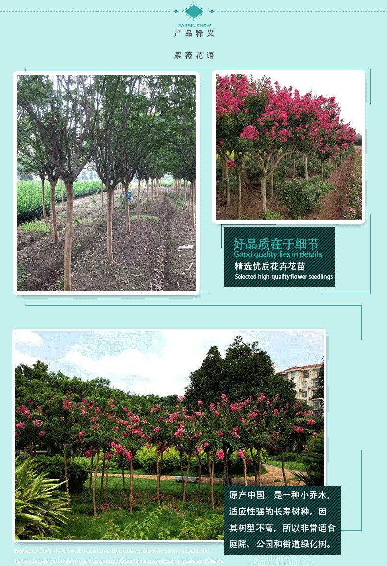 Free consultation on direct delivery of purple magnolia seedlings from the base. If the quantity of purple magnolia trees is small, express delivery is available