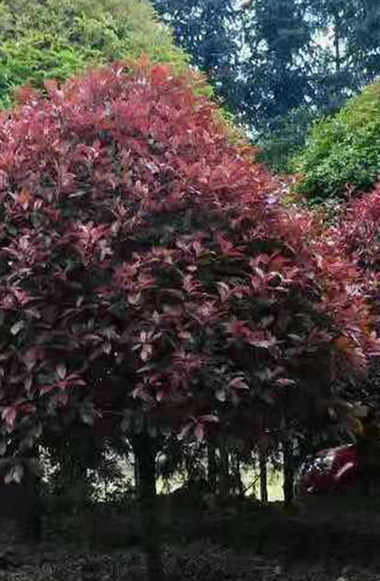 红叶石楠小苗 红叶石楠球苗木基地 独杆15公分石楠树柱毛球 希望 d670