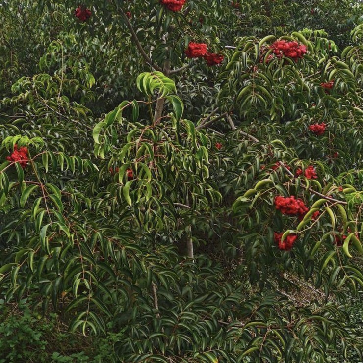 Direct supply of chicken-eye seedlings from the production area, direct distribution of contracted education, planting management technology, and pure and reliable quality